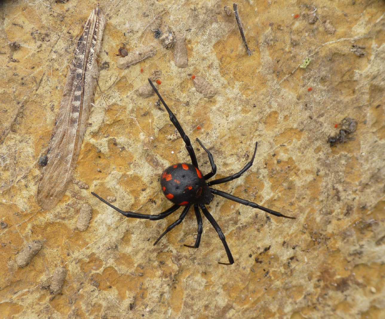 Latrodectus nel Lazio